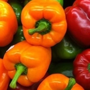 فروش فلفل دلمه ای رنگی