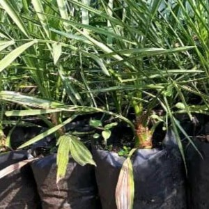 فروش نهال خرما پیارم