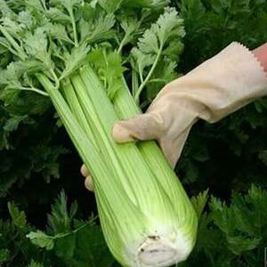 فروش کرفس