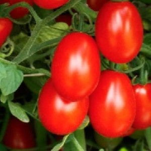 فروش گوجه فرنگی
