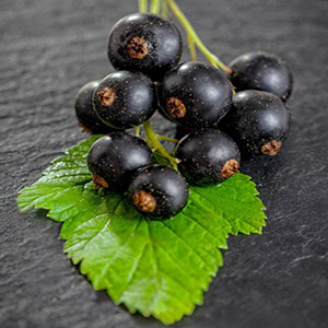 بذر بلک کارنت ( انگور فرنگی )